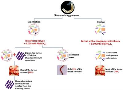 The Chironomid Microbiome Plays a Role in Protecting Its Host From Toxicants